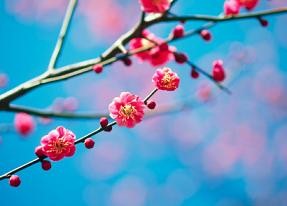 Image of cherry blossoms near Myers Park Dental Partners.