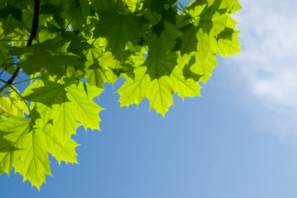 Image of tree leaves near Myers Park Dental Partners.