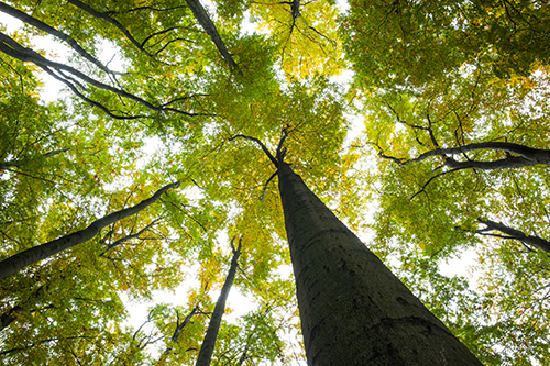 Image of trees near Myers Park Dental Partners.